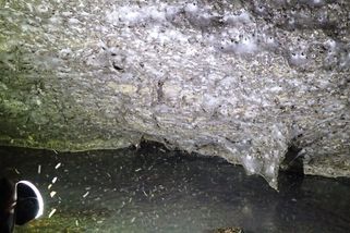 Největší pavučina na světě. Češi pomohli objevit v jeskyni mezi Albánií a Řeckem „město pavouků“ - Novinky