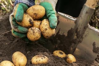 Evropu zaplavily brambory. Zemědělci vyhazují stovky tun, v obchodech jsou přesto z dovozu - Echo24.cz