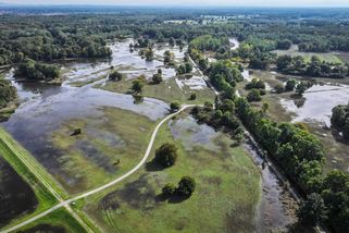 Dva tisíce let staré lužní lesy na Moravě si zaslouží ochranu, říkají vědci - Seznam Zprávy