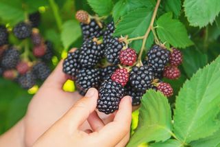 Zkroťte bujnou vegetaci. Nastal čas prořezat maliny a ostružiny - Novinky