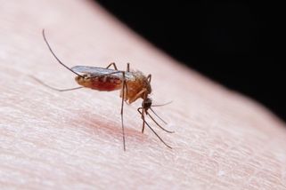 Co odpuzuje komáry? Tajnou zbraní je běžné ovoce na nočním stolku