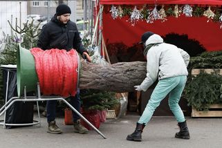 Vánoční stromky letos zdraží - Novinky