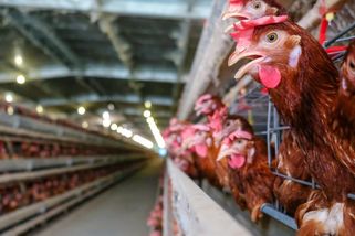 Češi si za drahá vejce tak trochu mohou sami – faei.cz