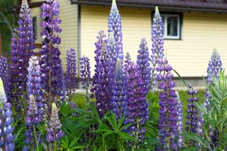 Toto nové nařízení EU 2025 změní to, co smíte pěstovat na své zahrádce