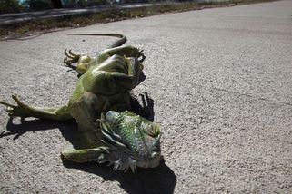 Kvůli mrazu na Floridě popadali ze stromů leguáni - Novinky