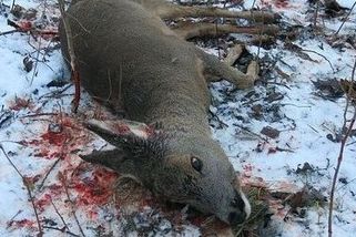 Chovatelce v Rokycanech utekl pes a zakousl srnce. Hrozí jí statisícová pokuta - Novinky