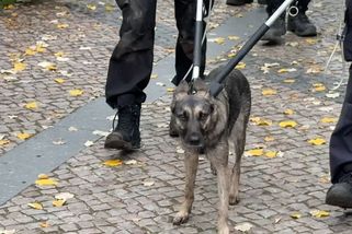 Za psa, který na pět hodin zastavil pražské metro, už dopravní podnik vymáhá škodu - Novinky