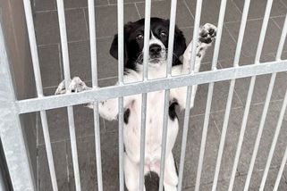 V Ostravě někdo vyhodil sedm štěňat. Našla se v krabici u útulku a také v popelnici - Novinky