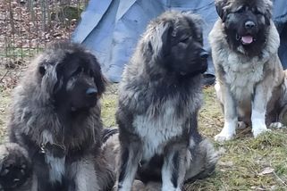 „Někdo je upálil zaživa,“ oplakává majitelka feny, které uhořely na Karlovarsku - Novinky