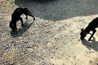 Psi rok hladověli, byli extrémně podvyživení. Manželé z Plzně čelí obvinění z týrání zvířat - Novinky