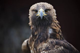 Češi vyberou národního ptáka. Podle části historiků je to neuctivé k orlici - Seznam Zprávy