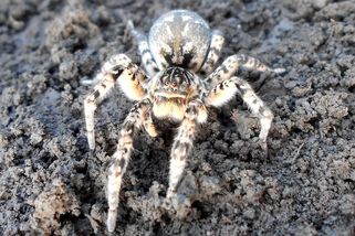 Návrat krále českých pavouků. Slíďák byl považován za vyhynulého, ale opět se začíná objevovat - Médium.cz