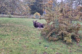 Los Lojsa prohnal policisty: Na Klatovsku pronikl na jednu ze zahrad a majitelce sežral jablka
