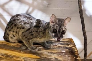 Požírala ze stresu sama sebe. Ženetka savanová u soukromého chovatele velmi trpěla - Novinky