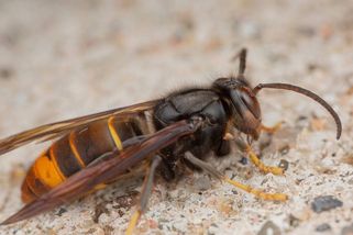 Nebezpečná sršeň asijská se rychle šíří. Hrozí její výskyt i v Česku? - SnadnoBydlet.cz