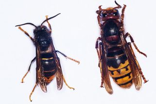 Část Evropy čelí invazi agresivních sršní asijských, varují čeští vědci - Novinky