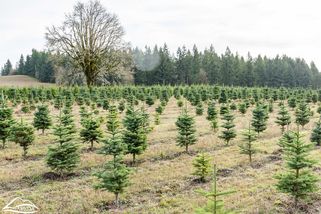 Českou lesní kalamitu mají vyřešit stromky z Číny - Ekolist.cz