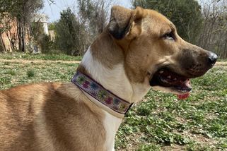 Úzkostného psa léčím konopím. Už jsem si nevědela rady - Médium.cz