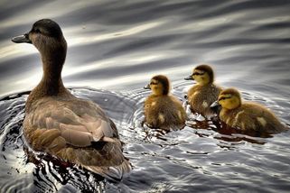 Ptačí chřipka se rozšířila ve velkochovu v Nouzově. Hasiči na Orlickoústecku už vyklidili tři haly