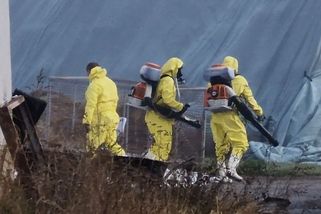 Týdenním kachňatům nic není, litoval při likvidaci velkochovu s ptačí chřipkou šéf farmy - Novinky