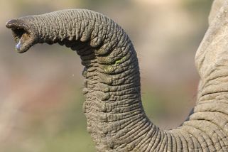 Španělský turista v Keni naléval slonovi do chobotu pivo a nechal se přitom filmovat - Novinky