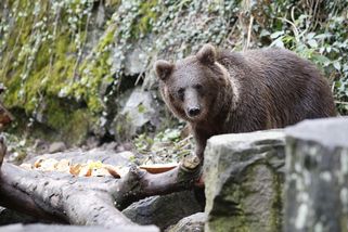 Medvědi z hradů a zámků mají zmizet - Novinky