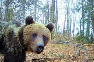 Poprava medvíděte na Slovensku překročila všechny meze - Médium.cz