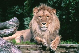 Nechcete už svého mazlíčka? Přineste ho. Dánská zoo shání krmivo pro šelmy - Novinky