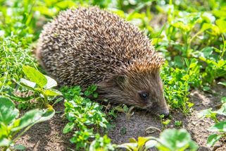 Přilákejte do zahrady ježky, bohatě se vám odmění - Novinky