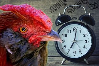 Terorismus ranních ptáčat? Noční sovu donutí vstát v 6, i kdyby měla umřít - Médium.cz