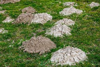 Po krtincích ani stopa. Není potřeba žádná chemie ani drastické metody, za které člověk může dostat mastnou pokutu!