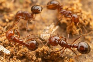 Ohniví mravenci v Evropě. Na Sicílii je chtějí vyhubit - Novinky