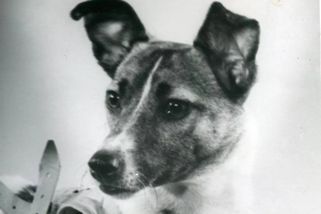 Lajka obletěla Zemi a zemřela v bolestech. Pravdu Sověti skrývali 40 let