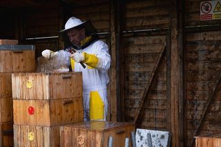 Včely na ruzyňském letišti produkují o polovinu medu než dříve