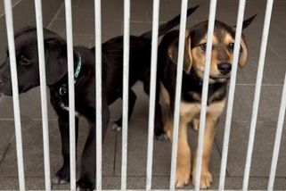 Bezbranná štěňata někdo vyhodil do popelnice. Další nechali v krabici. Čekají na nové páníčky