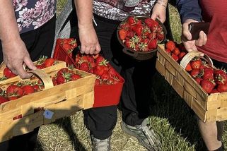 Na samosběrech u Olomouce lidé spílali jahodářům. Vracíme se k normálu, vzkazují