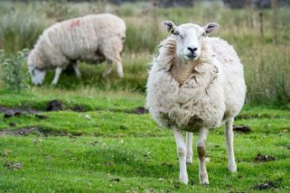 Ovce s plenou ve vlaku rozhořčila polského konzervativního politika - Novinky