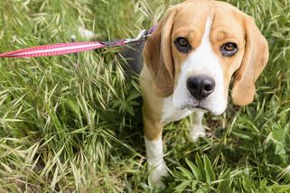 Bígl: Od odvážného, vytrvalého honiče zajíců, laboratorního psa, až k obéznímu společníku rodiny - Médium.cz
