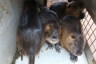 Plzeň bez milosti zatočila s nutriemi - Novinky