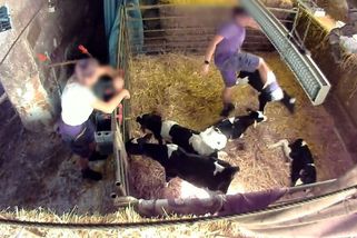 Spolek Zvířata nejíme zveřejnil další videa týrání zvířat z farem, mlékaři kampaň kritizují - Novinky