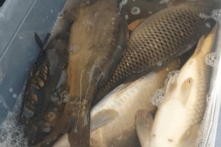 Cizinci si z oblíbeného českého revíru udělali supermarket! Neuhodnete, kolik kaprů nacpali do auta