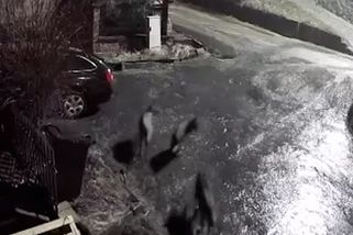 Po Orlovicích na Vyškovsku pobíhala smečka vlků - Novinky