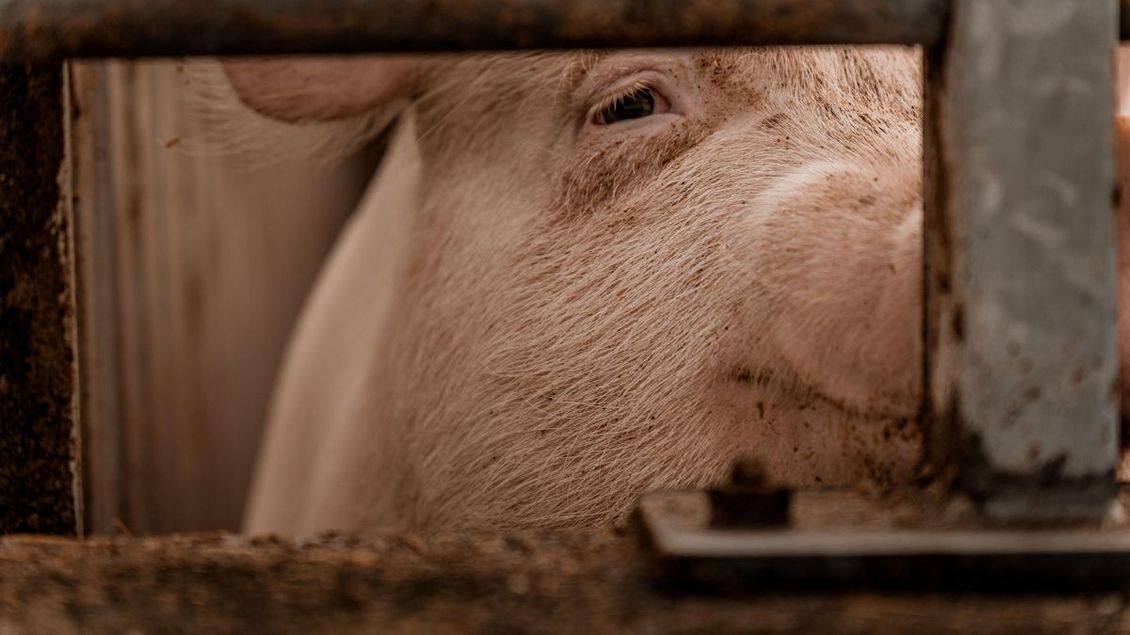 Prasata živořila v temné kobce zabořená v páchnoucí břečce. Chovatelce z Turnovska je ihned odebrali - Novinky