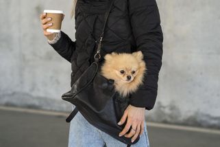 Levně si pořídila psa z množírny. Hlavně, aby se vešel do kabelky - Médium.cz