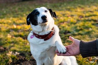 Betynu nedám aneb Jak pejsek z útulku k vlastní knize přišel - Médium.cz