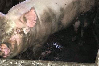 Zanedbaná zvířata se záněty ležela v hnoji, majiteli je zabavila policie - Novinky