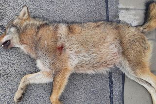 Na dálnici D5 na Plzeňsku srazilo auto vlka - Novinky