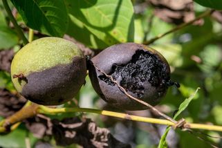 Češi se bojí dražších Vánoc: Úrodu vlašských ořechů ničí škůdce