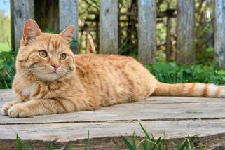 Kocour chodí k sousedovi na zahradu. Francouzka musí zaplatit desetitisíce - Novinky
