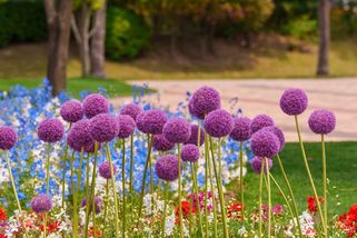 Hit podzimních cibulovin: Proč je okrasný česnek číslo jedna - Proženy.cz